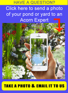 Send us pictures of your green pond and we’ll help you with your green water issues -  Acorn Ponds & Waterfalls - 585.442.6373. Pond Profile