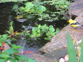 Ponds & wildlife in Rochester New York (NY) - Acorn Ponds & Waterfalls