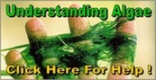 Pond Algae Questions & Solutions, Rochester Monroe County NY By Acorn Ponds & Waterfalls