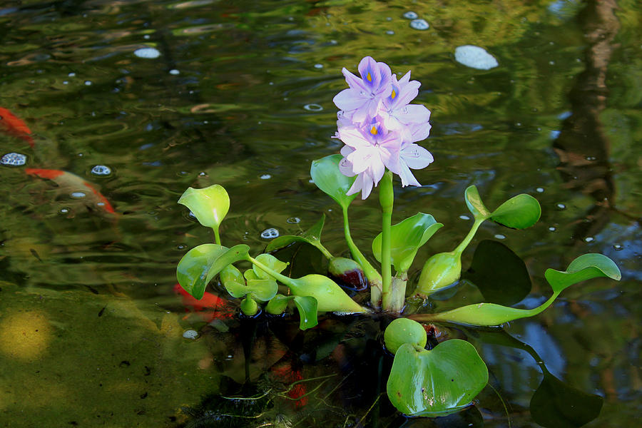 Water Hyacinth, Pittsford, Monroe County NY By Acorn Ponds & Waterfalls. Image