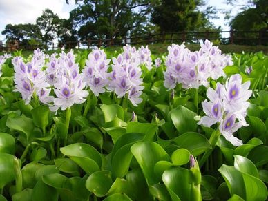 Water Hyacinth, Fairport, Monroe County NY. Image
