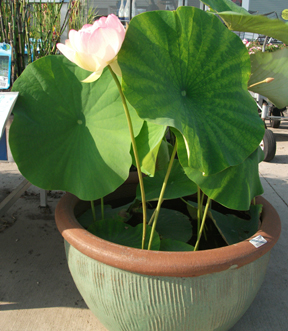 Lotus Water Garden Plants & Container Gardens in Rochester, Monroe County, New York (NY). image
