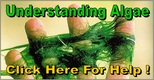 Pond Algae Solutions In Fairport, Pittsford & Penfield NY - Acorn Ponds & Waterfalls Near Me