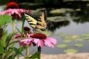 Butterfly, Garden Ponds & Wildlife In Rochester NY By Acorn Ponds & Waterfalls. Image