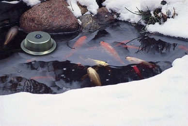 Winter Pond Fish Preparation In Rochester NY-Acorn Ponds & Waterfalls. Winter Maintenance