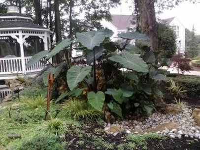 Taro pond plants and winter pond plant maintenance for Rochester, Monroe County NY. Image
