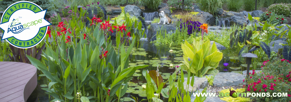 Pond (Aquatic) Plants in the Greater Rochester NY Area cover image