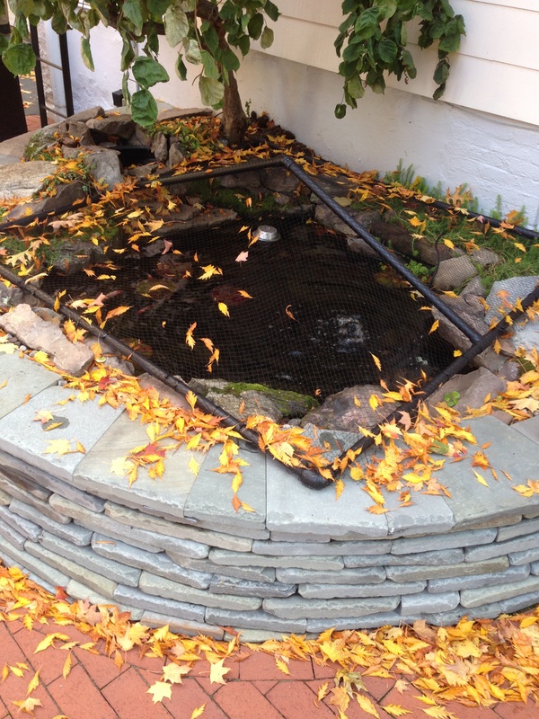 Fall pond maintenance & tenting/netting in Rochester New York (NY) by certified pond contractors of New York
