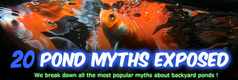 Picture: Pond questions & myths about ponds in Rochester NY By Acorn Ponds & Waterfalls