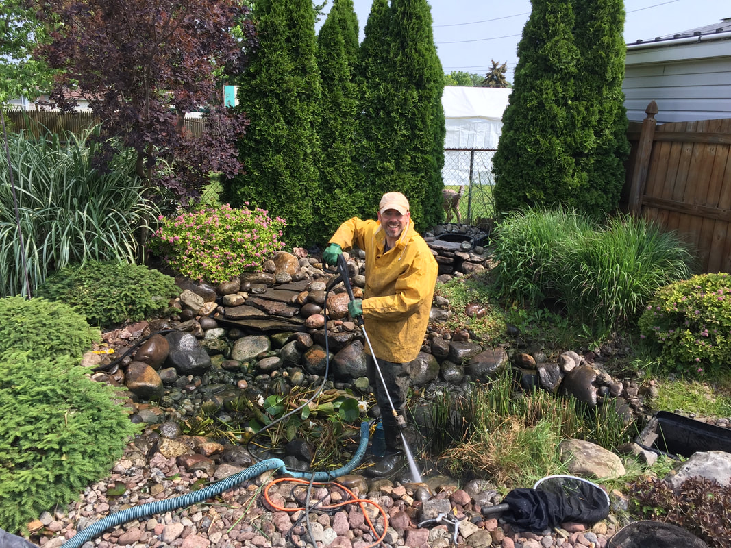 Acorn Ponds can help your to maintain your fish pond in Rochester NY