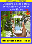 Request a fall pond maintenance or pond netting service price quote in Rochester (NY)