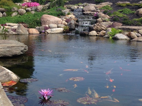 Ecosystem koi pond built by certified aquascape contractors of Rochester New York (NY) - Acorn Ponds & Waterfalls 