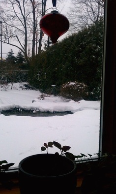 What should I do in the winter with my koi fish pond in Rochester (NY)? 