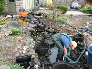 Use Acorn Ponds & Waterfalls to Maintain and Clean your koi Pond in Rochester NY