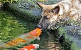 Attract Butterflies With A new Koi Pond In Rochester New York (NY)