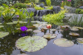 Include Aquatic Pond Plants In Your Rochester NY Watergarden