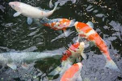 When Can I Start Feeding My Pond Fish This Spring In Rochester NY or near me?