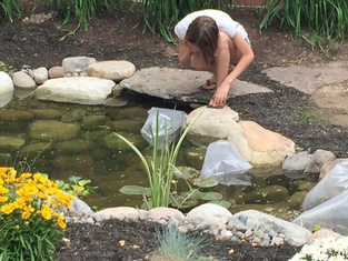 Pond cleaning and fish services in Rochester (NY) New York or near me