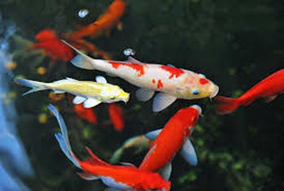 Are my koi or pond fish sleeping in Rochester (NY) New York or near me?
