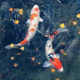 Do my koi or pond fish sleep in Rochester (NY) New York or near me?