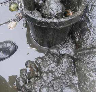 Got muck or sludge in your Rochester New York (NY) koi fish pond? Find out what to do next here…