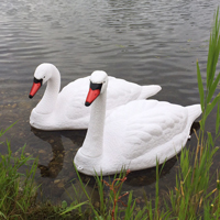 Swan Decoys For Heron Protection Rochester NY