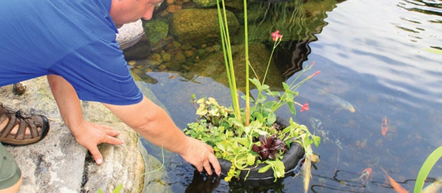 Floating Pond Plants For Your Rochester NY (New York) Backyard Pond