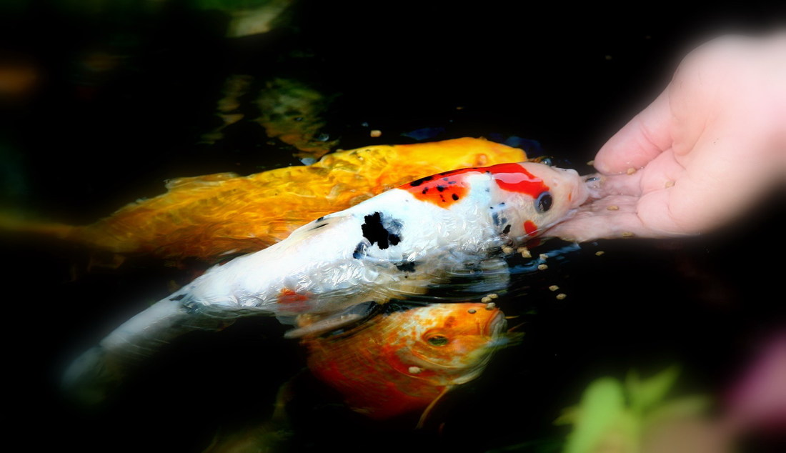 How much food should I give my koi in Rochester (NY) New York or near me