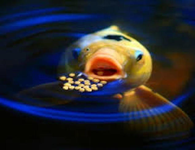 What food should I give my koi fish in Rochester (NY) New York or near me