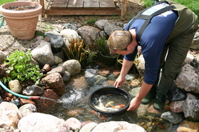 Cleaning A Koi Pond In Rochester New York (NY) By Acorn Ponds & Waterfalls