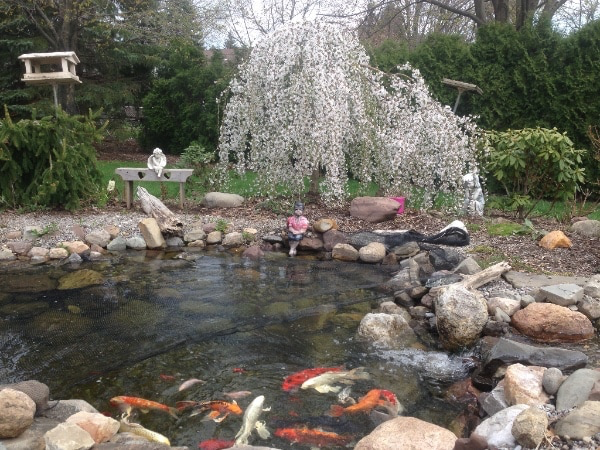 How much maintenance does my fish pond need this spring in Rochester NY or near me?