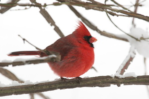 How To Attract Birds & Wildlife To Your Rochester NY Gardens In Winter