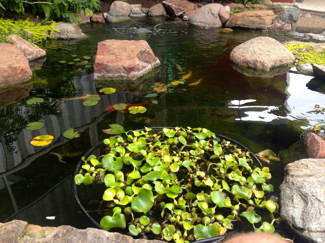 How To Control Your Floating Pond Plants Henrietta NY Near Me
