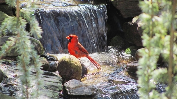 How can I attract cardinals to my garden in Rochester NY or near me?