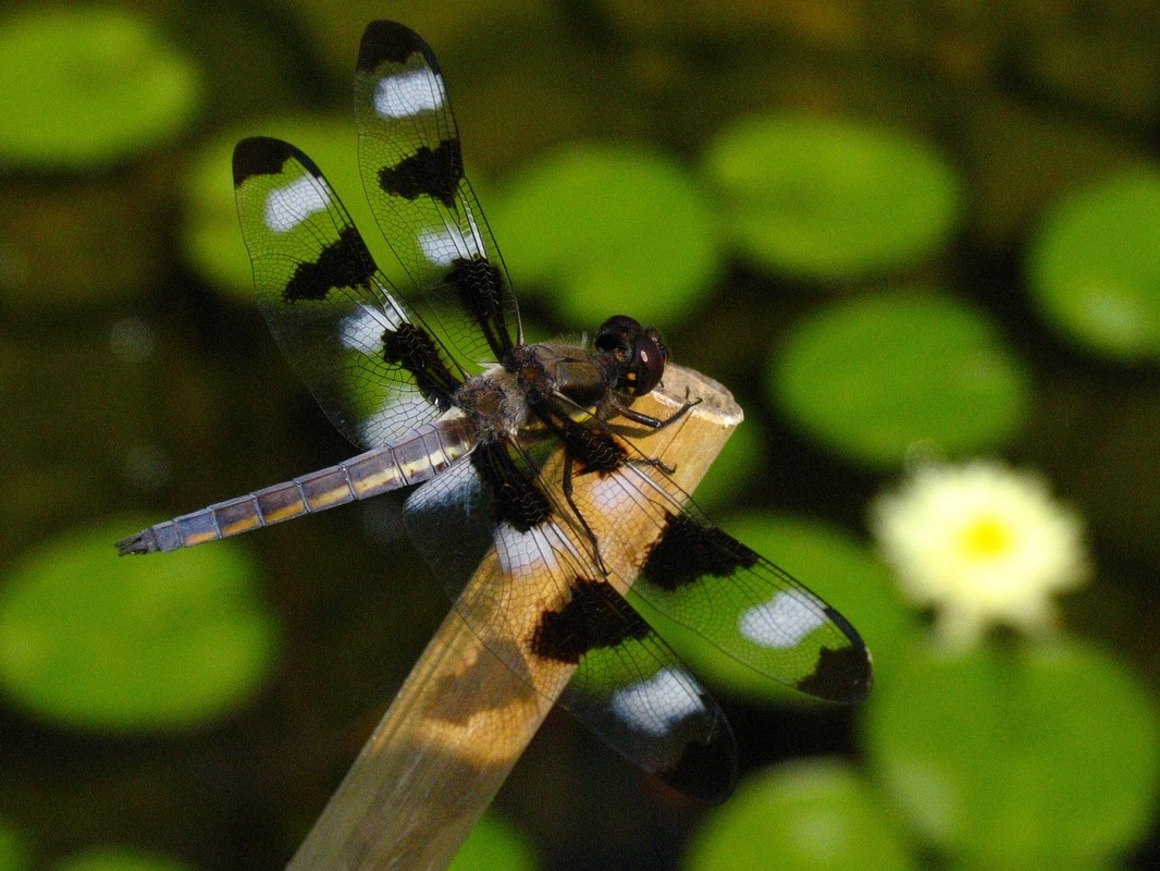 How To Attract Dragonflies To Your Garden In Rochester (NY) Near You!
