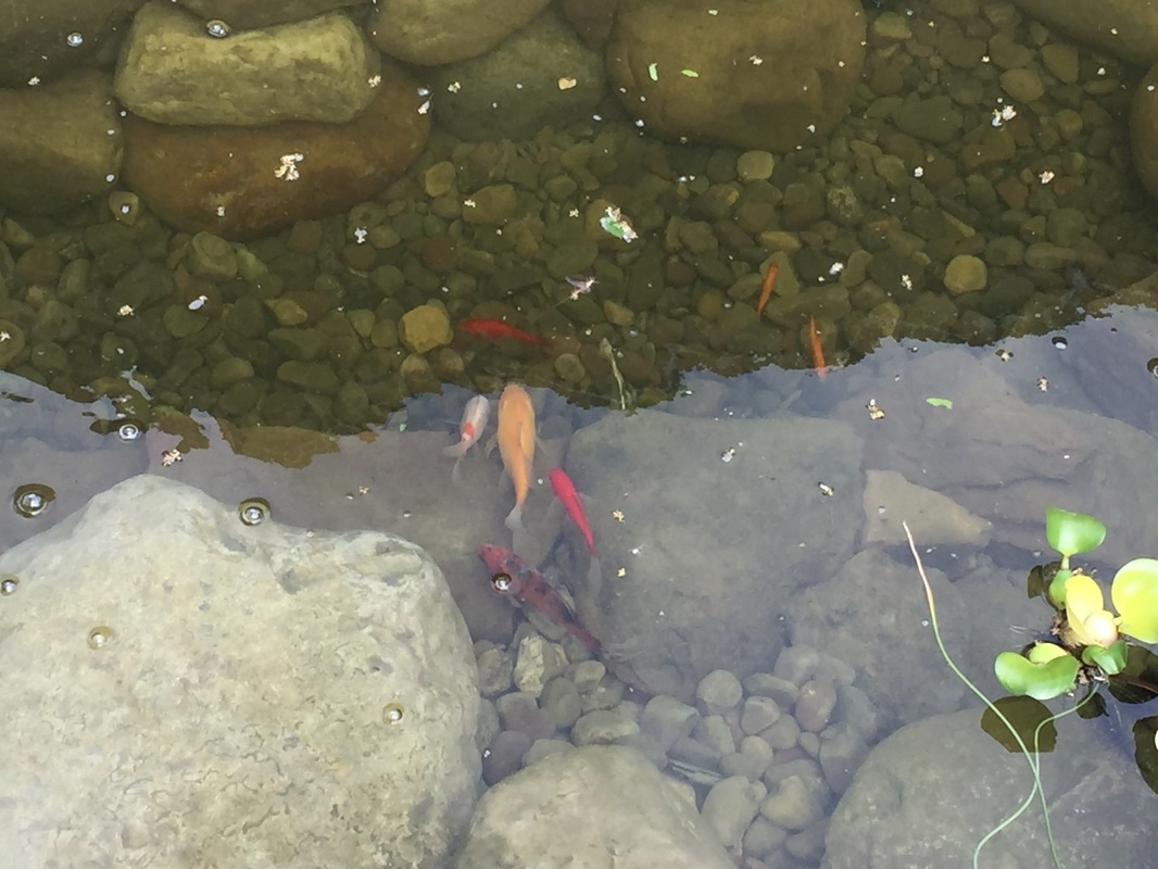 How should I put my new koi in a pond in Rochester (NY) New York or near me?