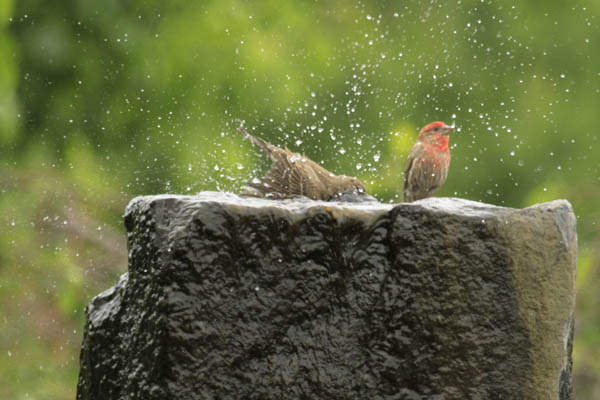 Water Feature Ideas To Attract Small Birds In Rochester (NY) New York Near Me
