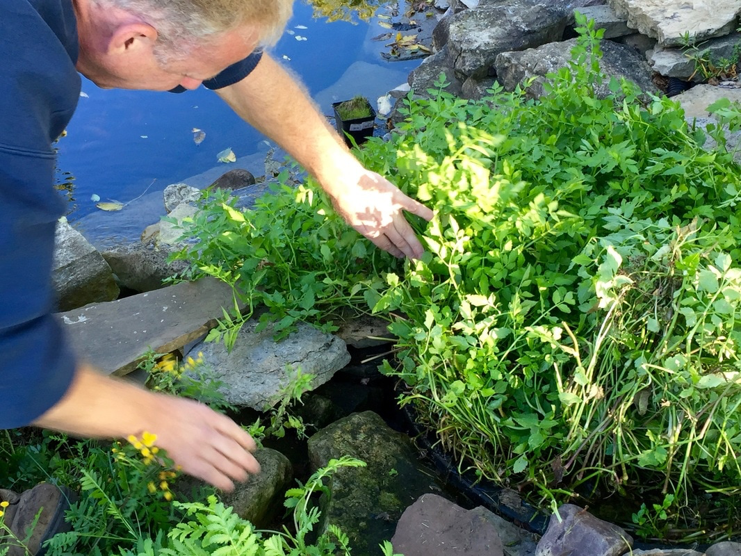 Pond & Waterfall Leak Repair Services By ACORN In Rochester New York (NY)