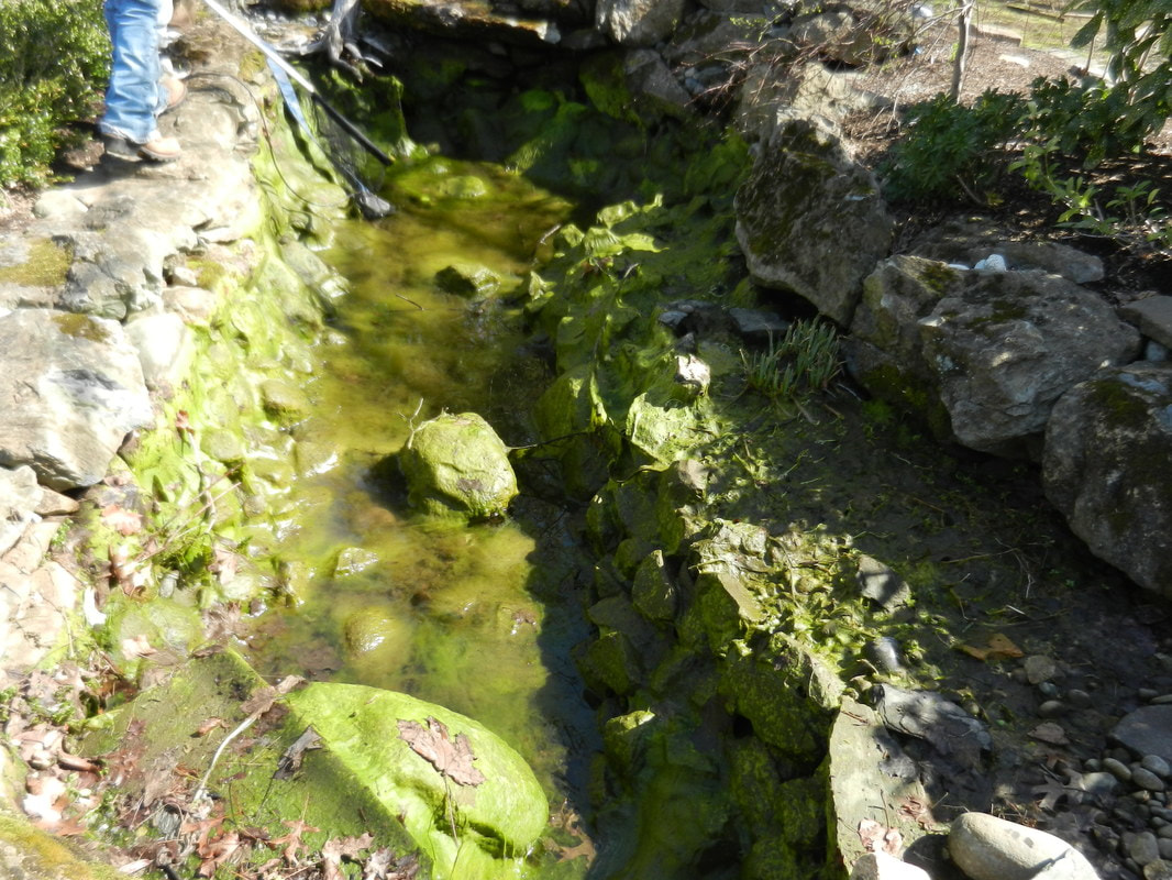 How To Get Rid Of Pond Algae In Rochester New York Or Near Me