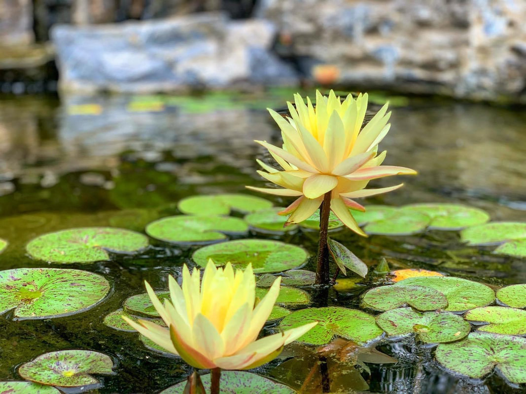 Picture: Water lilies for backyard ponds Rochester, Monroe County