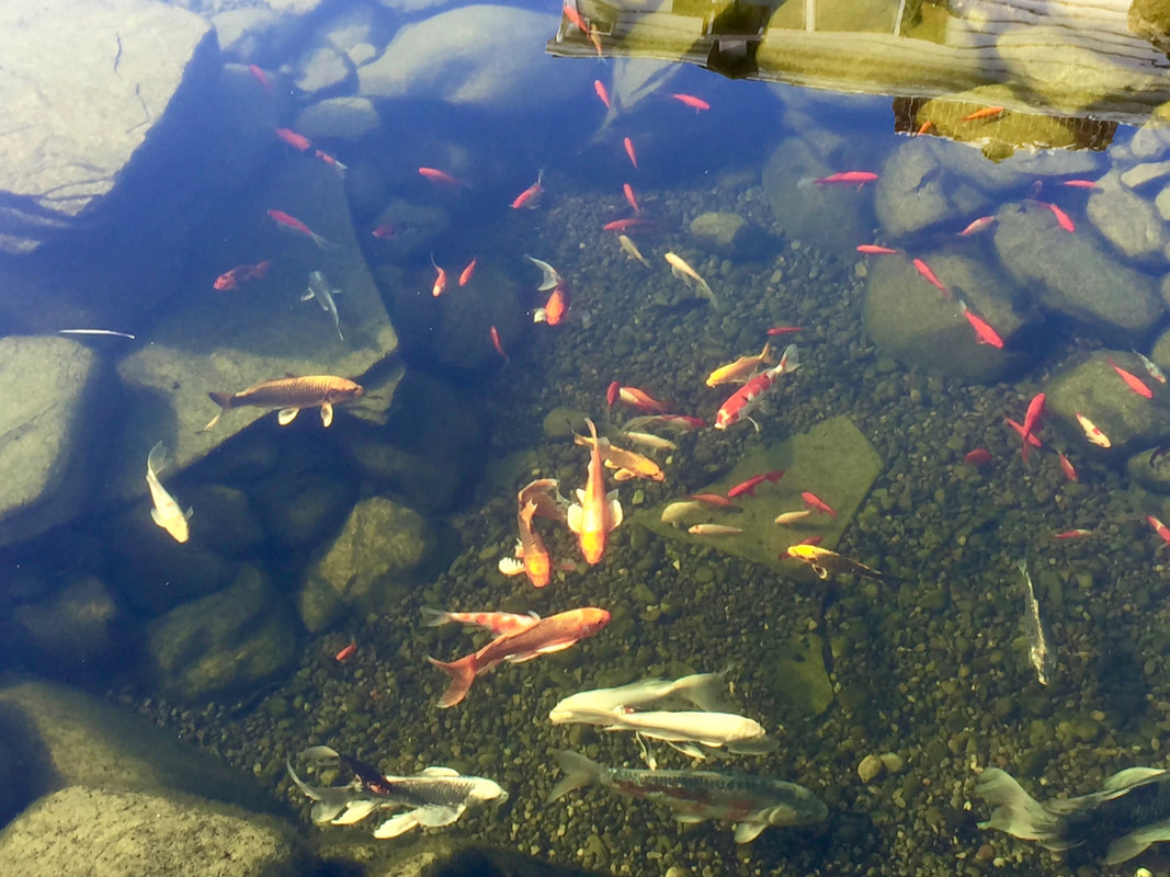 Koi Pond With Wetland Filter In Rochester NY Near Me