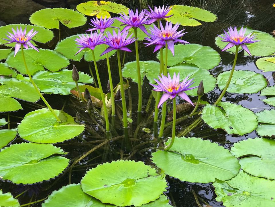 Tropical water lilies Rochester NY
