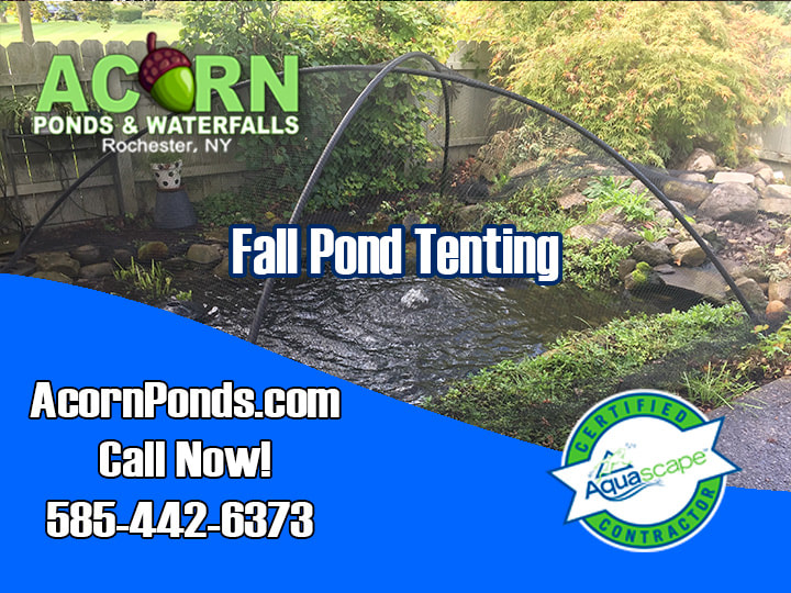 Outdoor Waterfall&Pond|Repair|Maintenance|Services|Rochester NY