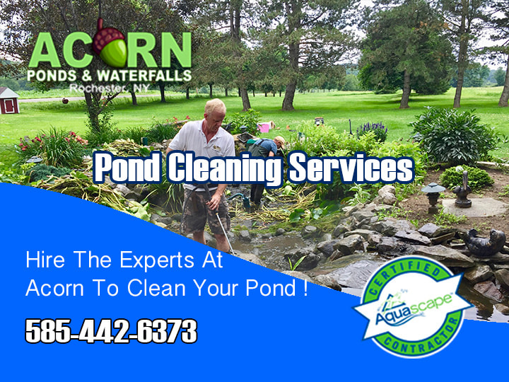 Cleaning a fish pond by Acorn Ponds & Waterfalls in Rochester New York (NY)