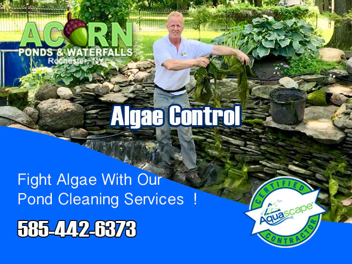 Pond Algae Control-Fish Pond Cleaning Company Rochester-Western-NY