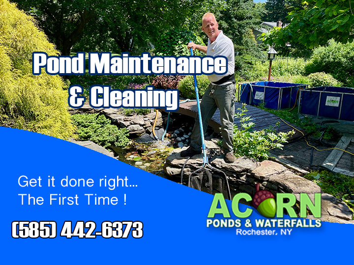 Fish Pond Maintenance, Cleaning & Repair-Rochester Monroe County NY-Acorn