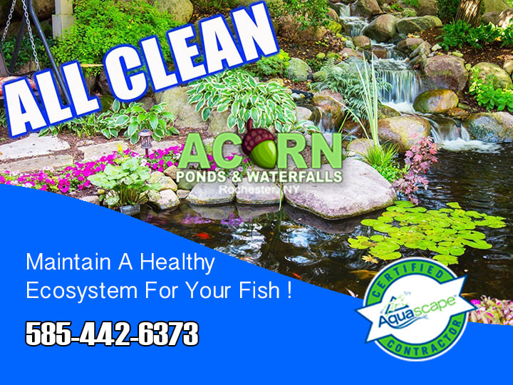 Pond-Water Feature Cleaning – Call 585-442-6373 – Rochester, Western NY