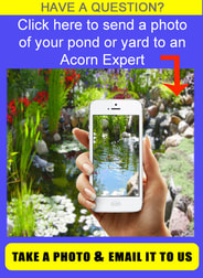Aquascape pond design contractor offering professional pond services in Rochester (NY) - Acorn 