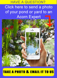 Build & Maintain Your Water Feature/Pond With Acorn In Rochester NY