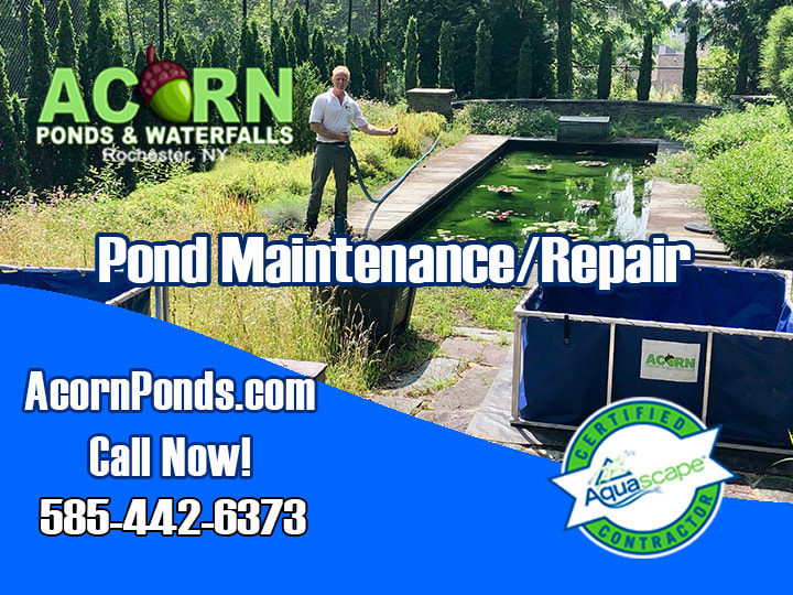 Water Feature (KOI Pond) Maintenance Services In Monroe County Rochester NY
